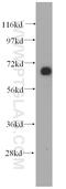 Elongation factor G, mitochondrial antibody, 14274-1-AP, Proteintech Group, Western Blot image 