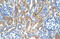 LDL Receptor Related Protein Associated Protein 1 antibody, 30-053, ProSci, Immunohistochemistry frozen image 