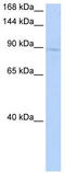 Kinesin-like protein KIF20A antibody, TA330414, Origene, Western Blot image 