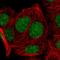 Krueppel-like factor 16 antibody, HPA052481, Atlas Antibodies, Immunofluorescence image 