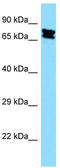 KH-Type Splicing Regulatory Protein antibody, TA345846, Origene, Western Blot image 