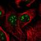 H/ACA ribonucleoprotein complex subunit 4 antibody, HPA001022, Atlas Antibodies, Immunofluorescence image 