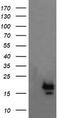 NFKB Inhibitor Interacting Ras Like 1 antibody, CF505298, Origene, Western Blot image 