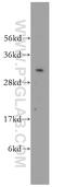Exosome complex exonuclease RRP40 antibody, 15062-1-AP, Proteintech Group, Western Blot image 