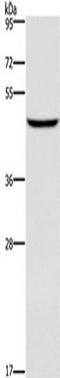 Doublesex And Mab-3 Related Transcription Factor 3 antibody, TA349896, Origene, Western Blot image 