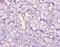 C5a anaphylatoxin antibody, MBS1488428, MyBioSource, Immunohistochemistry frozen image 