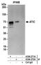 5-Aminoimidazole-4-Carboxamide Ribonucleotide Formyltransferase/IMP Cyclohydrolase antibody, A304-271A, Bethyl Labs, Immunoprecipitation image 