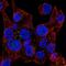 Neurensin-1 antibody, PA5-63920, Invitrogen Antibodies, Immunofluorescence image 