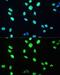 Spliceosome RNA helicase BAT1 antibody, GTX55829, GeneTex, Immunocytochemistry image 