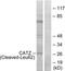 Cathepsin Z antibody, TA313713, Origene, Western Blot image 