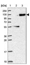 LON Peptidase N-Terminal Domain And Ring Finger 3 antibody, NBP2-47391, Novus Biologicals, Western Blot image 