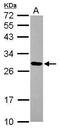 Mitochondrial Ribosomal Protein L9 antibody, PA5-30805, Invitrogen Antibodies, Western Blot image 