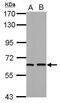 Tubby protein antibody, PA5-31164, Invitrogen Antibodies, Western Blot image 