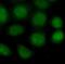 Poly(ADP-Ribose) Polymerase 1 antibody, FNab09939, FineTest, Immunofluorescence image 