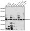 PAPD7 antibody, 13-377, ProSci, Western Blot image 