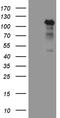Transcription Factor 12 antibody, TA809701, Origene, Western Blot image 