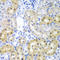Adenosine Deaminase Domain Containing 1 antibody, LS-C408974, Lifespan Biosciences, Immunohistochemistry frozen image 