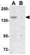 Protein FAM59B antibody, GTX85230, GeneTex, Western Blot image 