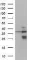 Cathepsin V antibody, TA590738, Origene, Western Blot image 