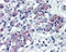 Growth Hormone Secretagogue Receptor antibody, ADI-905-792-100, Enzo Life Sciences, Immunohistochemistry paraffin image 
