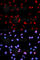 RB Transcriptional Corepressor 1 antibody, AP0088, ABclonal Technology, Immunofluorescence image 