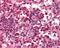 Toll Like Receptor 9 antibody, 49-624, ProSci, Immunohistochemistry frozen image 