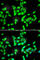 ANTXR Cell Adhesion Molecule 1 antibody, A6525, ABclonal Technology, Immunofluorescence image 