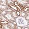 Inner Membrane Mitochondrial Protein antibody, NBP2-38286, Novus Biologicals, Immunohistochemistry frozen image 
