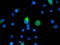 IlvB Acetolactate Synthase Like antibody, LS-C173052, Lifespan Biosciences, Immunofluorescence image 