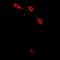 LIM Zinc Finger Domain Containing 1 antibody, orb341059, Biorbyt, Immunofluorescence image 