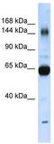 Collagen Type XI Alpha 2 Chain antibody, TA342091, Origene, Western Blot image 