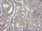 Protein Mdm4 antibody, LS-C797645, Lifespan Biosciences, Immunohistochemistry frozen image 
