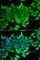 Transcription Termination Factor 2 antibody, A7751, ABclonal Technology, Immunofluorescence image 