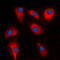 Cyclin-dependent kinase 5 activator 2 antibody, LS-C353110, Lifespan Biosciences, Immunofluorescence image 