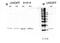 Hes-1 antibody, ab49170, Abcam, Western Blot image 