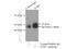 Early Growth Response 1 antibody, 55117-1-AP, Proteintech Group, Immunoprecipitation image 