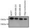 Di-Methyl-Histone H3 antibody, 710796, Invitrogen Antibodies, Western Blot image 