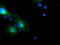 FXYD Domain Containing Ion Transport Regulator 3 antibody, M08697, Boster Biological Technology, Immunofluorescence image 