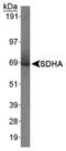 Succinate dehydrogenase [ubiquinone] flavoprotein subunit, mitochondrial antibody, PA5-23085, Invitrogen Antibodies, Western Blot image 