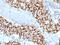 Cyclin E antibody, AE00133, Aeonian Biotech, Immunohistochemistry frozen image 