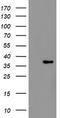 Replication Factor C Subunit 2 antibody, TA800272AM, Origene, Western Blot image 
