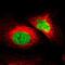 Zinc Finger Protein 207 antibody, NBP1-89550, Novus Biologicals, Immunofluorescence image 