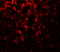 Energy Homeostasis Associated antibody, 7527, ProSci, Immunofluorescence image 