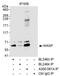 WASP antibody, A300-581A, Bethyl Labs, Immunoprecipitation image 