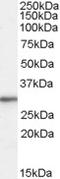 60S ribosomal protein L8 antibody, LS-B3254, Lifespan Biosciences, Western Blot image 