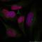 Platelet-derived growth factor subunit A antibody, orb214371, Biorbyt, Immunocytochemistry image 