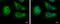 Eukaryotic Translation Initiation Factor 4 Gamma 3 antibody, PA5-31101, Invitrogen Antibodies, Immunofluorescence image 