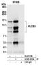 Phospholipase C Beta 3 antibody, A305-333A, Bethyl Labs, Immunoprecipitation image 