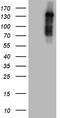 Nuclear Receptor Coactivator 7 antibody, CF810538, Origene, Western Blot image 