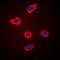Maternal Embryonic Leucine Zipper Kinase antibody, LS-C354135, Lifespan Biosciences, Immunofluorescence image 